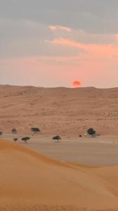 Shāhiq的住宿－Alsarmadi Desert Camp，远处沙漠中树木的日落