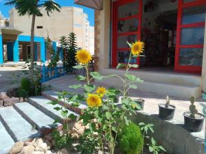 A garden outside Anglo Chalets - Ageeba beach