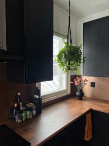 eine Küchentheke mit Topfpflanze darüber in der Unterkunft Modern & Stylish 2BR Apartment with Sauna, Terrace and Free Private Parking in Lahti