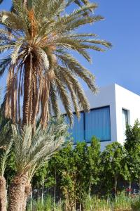 un palmier devant un bâtiment dans l'établissement Palais Thami, à Marrakech