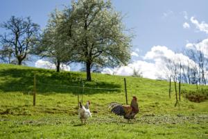 a group of chickens walking around in a field at Ferienhof Vordere Alm in Oberkirch