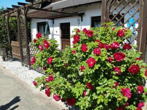 a bush of red roses in front of a house at Ferienhaus Kreß rechts in Ostseebad Sellin
