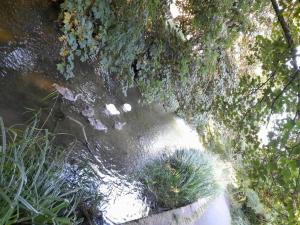 an aerial view of a stream of water with plants at The Casterbridge in Dorchester