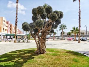 un cactus dans un parc planté de palmiers dans l'établissement Mar Menor Golf 2, à Murcie