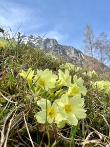 un gruppo di fiori gialli nell’erba di Eisenerz Alpine Resort RoSy a Eisenerz