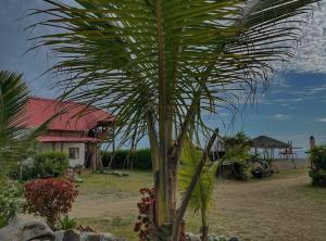 a palm tree in front of a house at Hotel Palma Coco in Ayampe