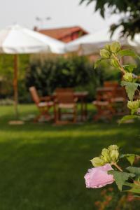 una flor rosa en un patio con un paraguas en Albergo della Ceramica en Villanova Mondovì