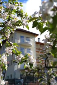 a tree with white flowers in front of a building at Residenze Mathilda in Silandro