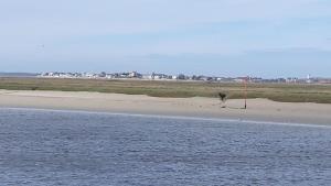 a dog walking on the beach next to the water at Baie de somme in Quend
