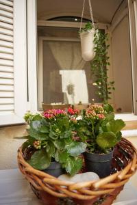 a basket with flowers and plants on a window sill at The Wine House in Chios