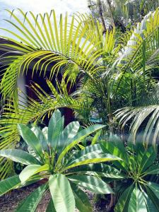 um grupo de palmeiras num jardim em Studio a Saint Paul a 290 m de la plage avec terrasse amenagee et wifi em Saint-Paul
