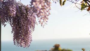 a bunch of purple flowers hanging from a tree at RESIDENCE SOLARIDE apartments, FREE PRIVATE PARKING WITH VIDEOSURVELLIANCE and SHUTTLE SERVICE in Salerno