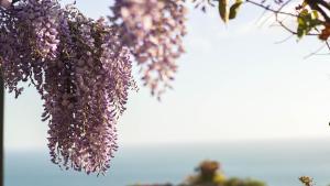 サレルノにあるRESIDENCE SOLARIDE apartments, FREE PRIVATE PARKING WITH VIDEOSURVELLIANCE and SHUTTLE SERVICEの紫色の花束