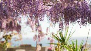 a bunch of purple flowers hanging from a tree at RESIDENCE SOLARIDE apartments, FREE PRIVATE PARKING WITH VIDEOSURVELLIANCE and SHUTTLE SERVICE in Salerno