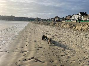 a dog and a dog walking on the beach at The Ocean Guesthouse in Weymouth