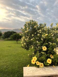 アヴォラにあるCasa del Carruboの黄色い花の茂み