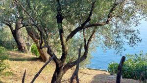 a tree on the side of a body of water at Refugium direkt am Meer in Marina di Pisciotta in Pisciotta