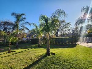 a group of palm trees in a park at Lemon tree in Pretoria