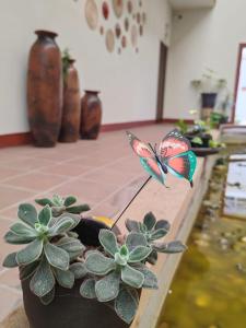a butterfly sitting on top of a potted plant at Mia Bonita Hotel Boutique in Tararameo