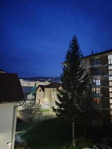 a pine tree in the middle of a city at night at Apartman 19 in Pale