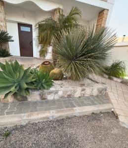 a bunch of plants in front of a house at Dimora San Nicola in Racale