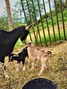 a goat and two baby goats standing next to a fence at Tesorito House en las Montañas del Quindío in Filandia