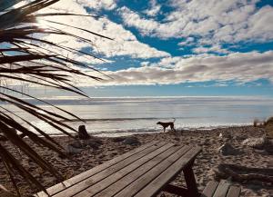 pies stojący na plaży obok ławki w obiekcie Drifting Sands Beachfront Retreat w mieście Hokitika