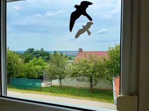 Hosté ubytování Belle Vue