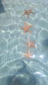 eine Gruppe von fünf Sternen im Wasser in der Unterkunft Paraíso frente al Mar. in Carenero