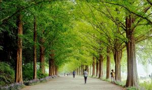 un chemin bordé d'arbres avec des gens qui le descendent dans l'établissement Garden Pension, à Damyang