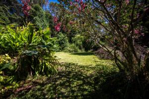 Tranquil Rainforest Studio Kuranda外面的花园