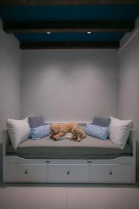 a dog laying on a couch with pillows at Bluewaters Collab Quarters in Singapore
