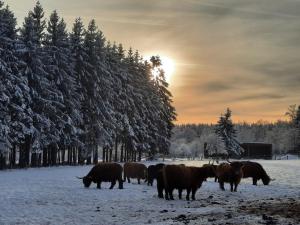 Zvířata v kempu nebo okolí + 4 fotografie