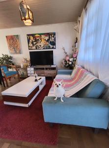 a cat sitting on a couch in a living room at Casa completa para 6 personas centro Puerto Montt, 700 metros estatua enamorados in Puerto Montt