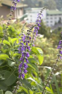 Κήπος έξω από το W15 Glenfall Nuwara Eliya