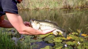uma pessoa com um peixe na mão perto de um lago em Lindani Game and Lodges em Vaalwater