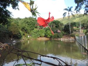Eine rote Blume fliegt über einen Fluss in der Unterkunft Casa de campo para relaxar in Nova Friburgo