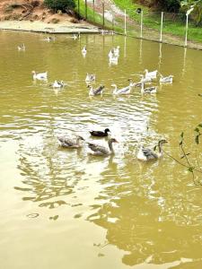 eine Gruppe von Enten, die in einem Teich schwimmen in der Unterkunft Casa de campo para relaxar in Nova Friburgo