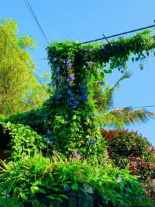Hotel Water Nest في Etagama: النباتات التي تنمو فوق الجدار