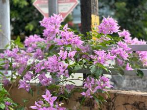 a bunch of purple flowers on a bench at Hornbill inn in Cochin