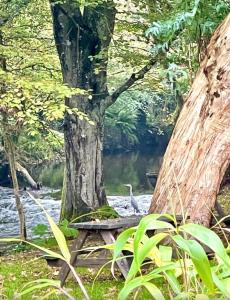 a tree sitting next to a river with a bird at Chapel Barn in Bodmin