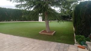 a tree in the middle of a green yard at Pandora Casa Rural en Madrigueras in Albacete