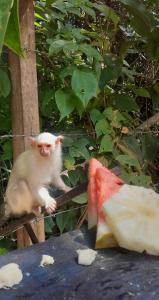 a monkey sitting on a fence with a rope at CASA Botos de Alter in Alter do Chao