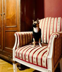 um pequeno cão sentado num sofá listrado em Small Luxury Palace Residence em Praga