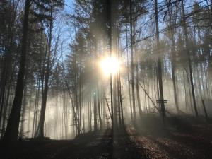 a misty forest with the sun shining through the trees at Apartment PfalzGlück in Dahn