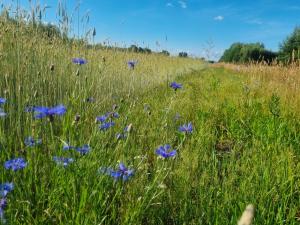 ein Feld blauer Blumen auf einem grasbewachsenen Feld in der Unterkunft Pole Namiotowe Chester's Field campsite It's GENIUS! in Kampinos