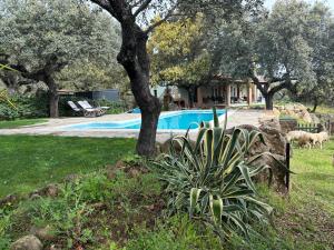 een tuin met een boom en een zwembad bij Finca Marowa in Salvatierra de Santiago