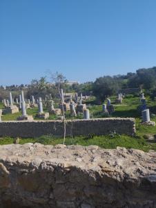 Un cimitero con un albero che cresce da una roccia di Appartement 2 à Carthage byrsa a Douar ech Chott