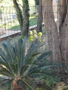 a palm tree in front of a fence at Hôtel Casa Mea in Bastia
