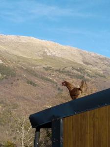 Animales en el apartamento o alrededores